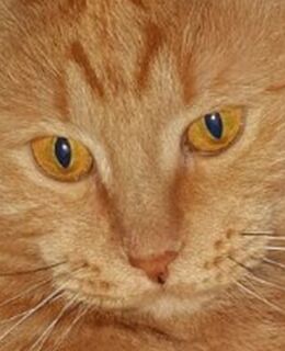 Илья Барышников-Дворцевой